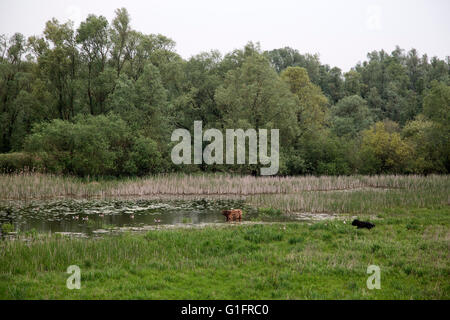Natur-Restaurierung im Vorland des niederländischen Fluss Waal, Millingen Aan de Rijn, Gelderland, Niederlande Stockfoto