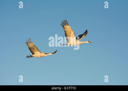 Kraniche im Flug an Bosque del Apache National Wildlife Refuge, New Mexico. Stockfoto