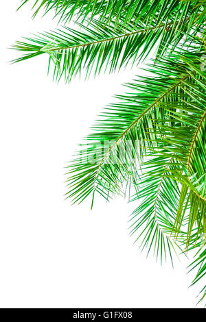 Blätter der Palme isoliert auf weißem Hintergrund. Stockfoto