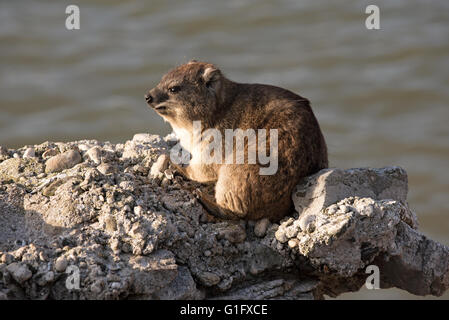 BETTYS BAY WESTERN CAPE SÜDAFRIKA. Ein Felsen Hyrax auch bekannt als ein Klippschliefer Aalen in der Sonne auf einem Felsen in Bettys Bay Stockfoto