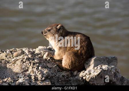 BETTYS BAY WESTERN CAPE SÜDAFRIKA. Ein Felsen Hyrax auch bekannt als ein Klippschliefer Aalen in der Sonne auf einem Felsen in Bettys Bay Stockfoto