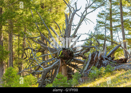 umgestürzten Baum am Rande eines Berges Montana Stockfoto