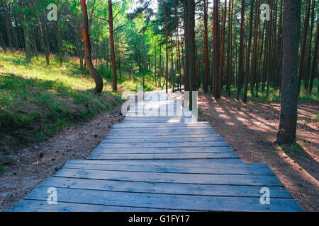 Holzweg durch Kiefern im Wald Stockfoto