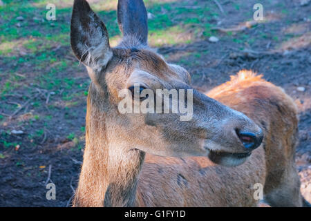 Porträt des Rotwildes Hind hautnah Stockfoto