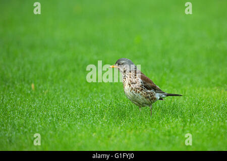 Soor Wacholderdrossel (Turdus Pilaris) für eine Mahlzeit auf dem grünen Rasen mit Tautropfen, kann Polen im Frühjahr. Horizontale Ansicht. Stockfoto