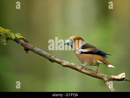 Männchen der Kernbeißer (Coccothraustes Coccothraustes) sitzt auf einem dürren Ast kann man genau kurzen dicken Schnabel schön und Fliesen Stockfoto