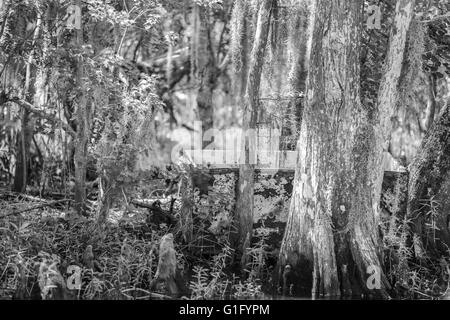 eine alte weiße Gefrierschrank in den Sümpfen von Louisiana Stockfoto