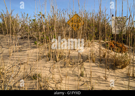 Eine Sackgasse Zeichen teilweise durch Strandhafer bedeckt, in Long Island, NY Stockfoto