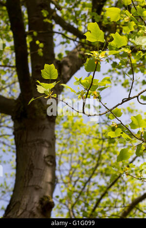 Junges Blatt der amerikanische Tulpenbaum auf einem Ast (Tuliptree, Tulpenbaum, Whitewood, Geige-Baum, gelbe Pappel) Stockfoto
