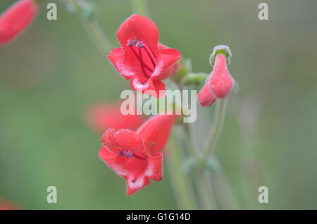 Scarlet-Salbei (Salvia Coccinea) Closeup Austin Texas USA Stockfoto