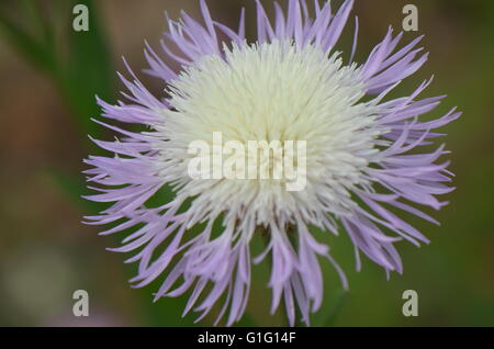 Amerikanische Korb Blume (Centaurea Americana) Bloom Stockfoto