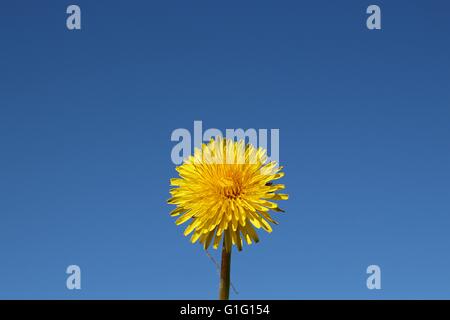 Löwenzahn gegen blauen Himmel Stockfoto