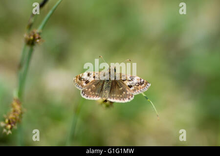 Schmuddeligen Skipper Butterfly (Erynnis Tages) auf dem Rasen. Ein Schmetterling in der Familie Hesperiidae, ruht auf einer englischen kalkhaltige Wiese Stockfoto