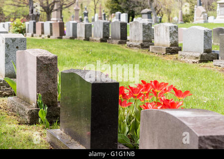 Grabsteine in einem Friedhof mit vielen roten Tulpen Stockfoto