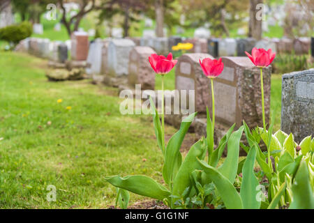 Grabsteine auf einem Friedhof mit drei roten Tulpen Stockfoto