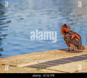 Mandarinente (Aix Galericulata) Drake, erholend am Kanal bei Brentford Lock London UK. Stockfoto