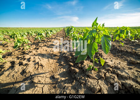 Close-up Schuss Paprika Pflanze Stockfoto