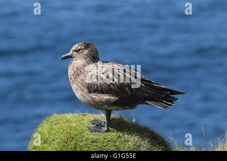 Great Skua an Küste Stockfoto