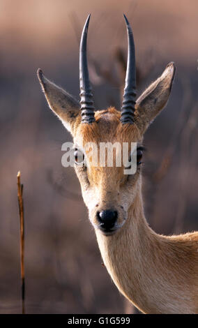 Foto von Jamie Callister ©. Oribi Antilopen grasen im Murchison Falls National Park, Uganda, Zentralafrika, Stockfoto