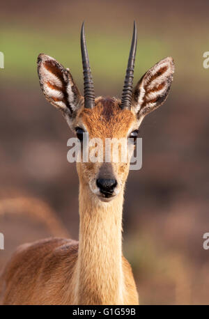 Foto von Jamie Callister ©. Oribi Antilopen grasen im Murchison Falls National Park, Uganda, Zentralafrika, Stockfoto