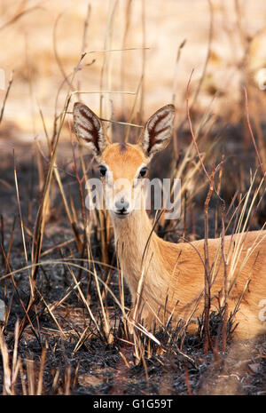 Foto von Jamie Callister ©. Oribi Antilopen grasen im Murchison Falls National Park, Uganda, Zentralafrika, Stockfoto