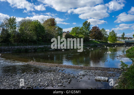 Ein Spaziergang um den Fluss Kent in der Nähe von Kendal an einem schönen sonnigen Frühlingnachmittag. Stockfoto