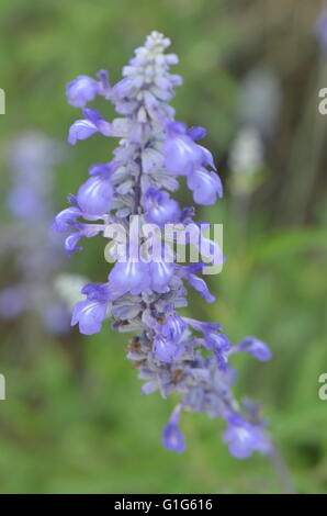 Mehlig Blue Salbei (Salvia Farinacea) Blüte Nahaufnahme Austin Texas USA Stockfoto