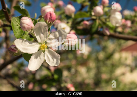 Hintergrund von Frühlingsblume der Aple Bäume mit weißen Blütenblatt im Garten Stockfoto