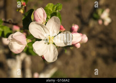 Hintergrund von Frühlingsblume der Aple Bäume mit weißen Blütenblatt im Garten Stockfoto