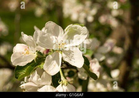 Hintergrund von Frühlingsblume der Aple Bäume mit weißen Blütenblatt im Garten Stockfoto