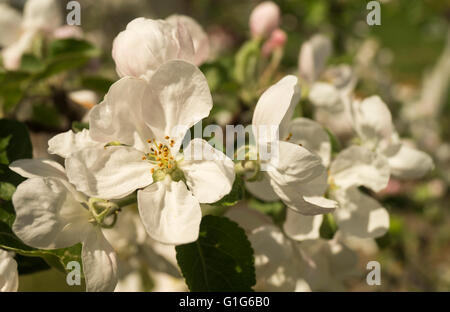 Hintergrund von Frühlingsblume der Aple Bäume mit weißen Blütenblatt im Garten Stockfoto