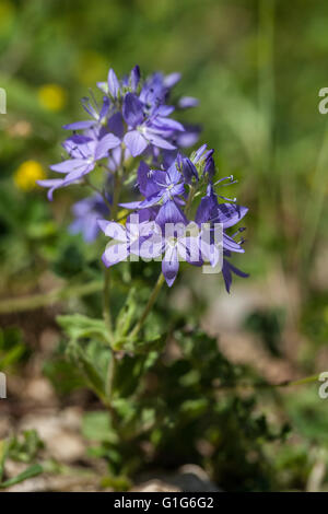 Veronica Austriaca SSP. teucrium Stockfoto