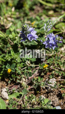 Veronica Austriaca SSP. teucrium Stockfoto