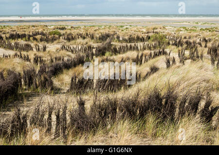 Dünen mit Dünengebieten Gras- und Willow Zweig Zäune auf der Insel Borkum, Niedersachsen, Deutschland. Stockfoto