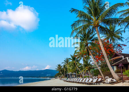 Liegestühle am Strand warten auf Touristen, Chaweng Beach, Ko Samui, Thailand, Asien Stockfoto