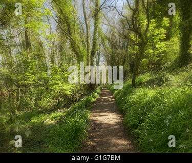 GB - Devon: Küstenweg über Ansteys Bucht, zwischen Babbacombe und Torquay Stockfoto