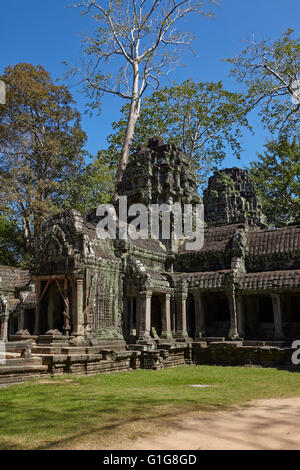 Ta Prohm Tempel, Angkor, Siem Reap, Kambodscha Stockfoto