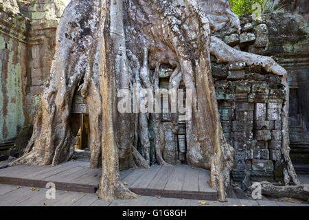 Markante Bäume in Ta Prohm Tempel, Angkor, Siem Reap, Kambodscha Stockfoto