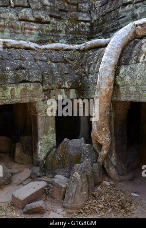 Markante Bäume in Ta Prohm Tempel, Angkor, Siem Reap, Kambodscha Stockfoto