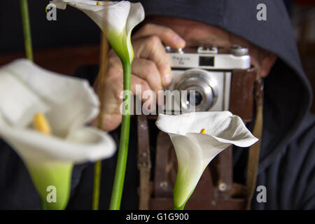 Ein Mann fotografiert weißen Calla Lilien (Zantedeschia Aethiopica) mit einem analogen 35mm-Kamera Stockfoto