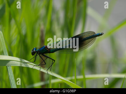 Männliche Banderolierte demoiselle Damselfly (Calopteryx splendens) Nahaufnahme in Surrey, Großbritannien Stockfoto