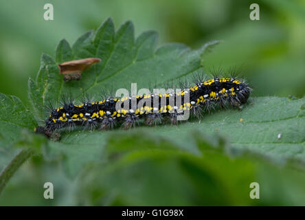 Raupe oder Larve von scharlachroten Tigermotten (Callimorpha dominula) auf Brennnessel, Großbritannien Stockfoto