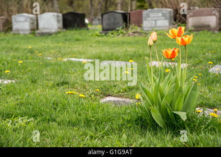 Grabsteine auf einem Friedhof mit roten und gelben Bicolor Tulpen Stockfoto