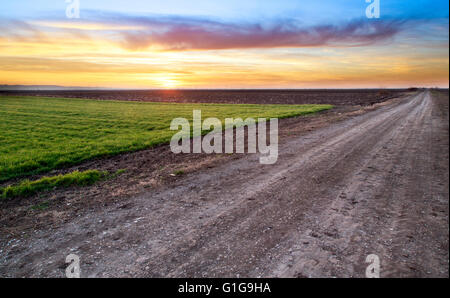 Rural road and green wheat field over sunset Stockfoto