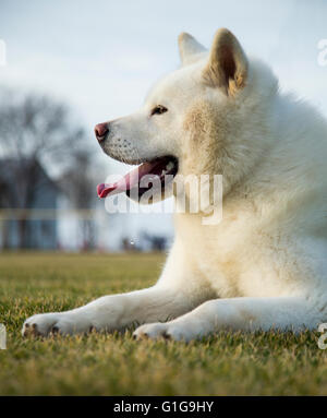 Reine weiße Akita Inu Hund liegen auf dem Rasen Stockfoto