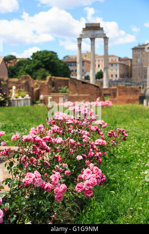 Forum, Rom: Haus der Vestalinnen (Atrium Vestae) und Gärten, mit hübschen rosa Rosen an einem sonnigen Tag mit blauem Himmel Stockfoto