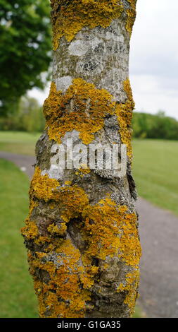 Gelbe und graue crustose Flechten an einem Baumstamm Stockfoto