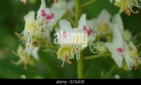 Nahaufnahme der Blüte an einem Baum mit stamen Stockfoto