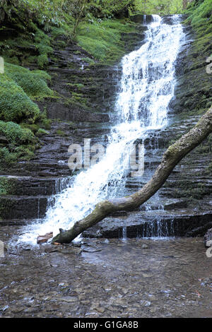 Das Wasser brechen Genick Wasserfall in Warren Holz in der Nähe von New Radnor in der Radnor hills Radnorshire, Powys, Wales Stockfoto