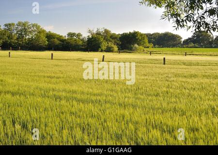 Landschaft der grünen Weizenfeld im Frühsommer. Raum im Unterseite Stockfoto